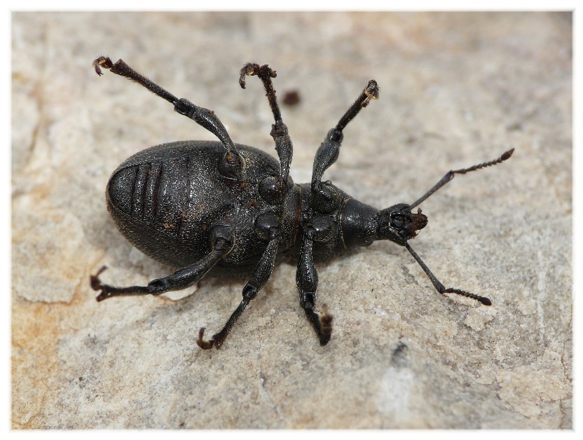 Otiorhynchus del Gargano da determinare
